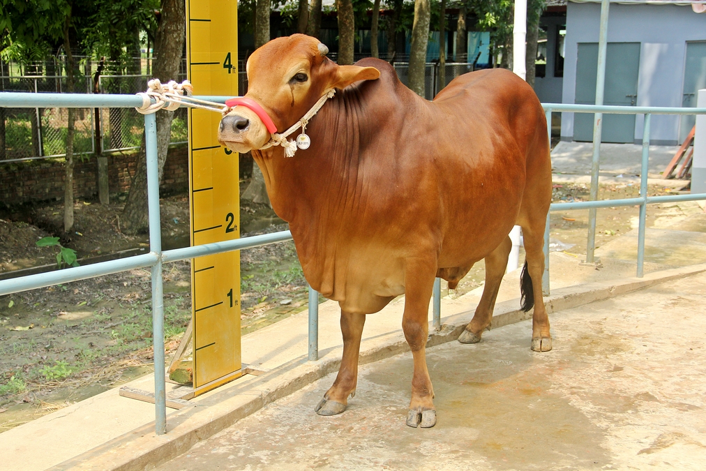 Male - Bull (ষাঁড়)